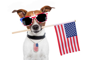 fourth-dog-sunglasses
