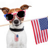 fourth-dog-sunglasses