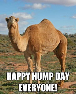 camel-on-hump-day-243x300