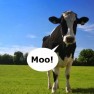 moo