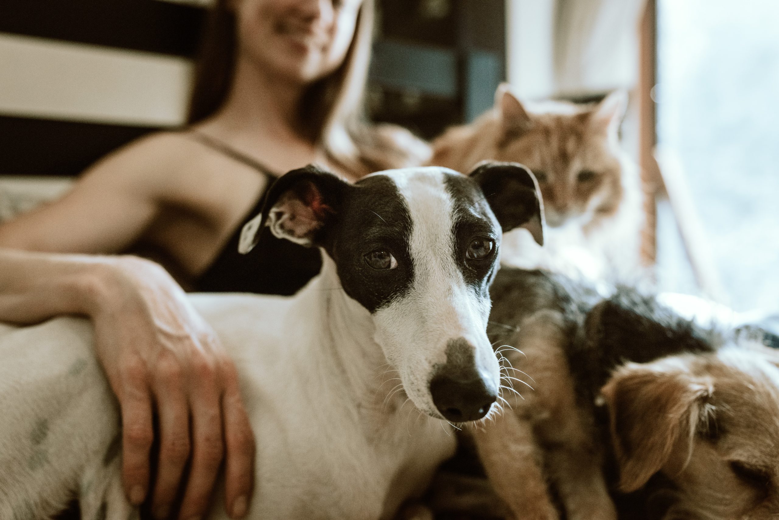 Cat and a dog with their owner